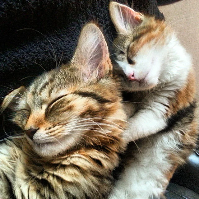 teddy_and_layla_zps060ac881.webp