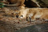 th_DSC_0042.jpg