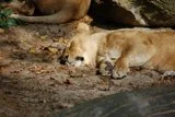 th_DSC_0042.webp