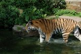 th_DSC_0133.jpg