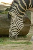 th_DSC_0154.webp