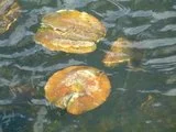 th_DSCF0034.webp