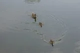 th_mini-PICT0393.webp