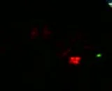th_MOV01074.webp