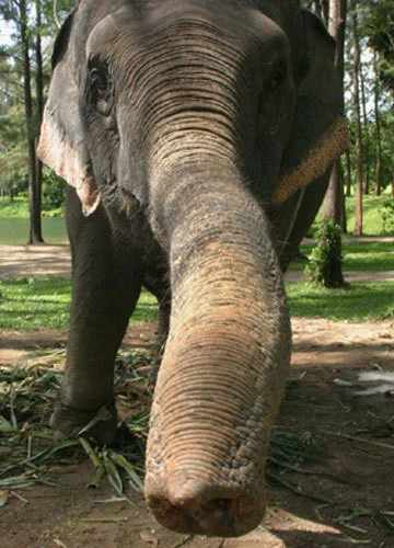 thai-elephant-trunk.webp