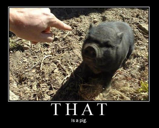 that_is_a_pig.jpg