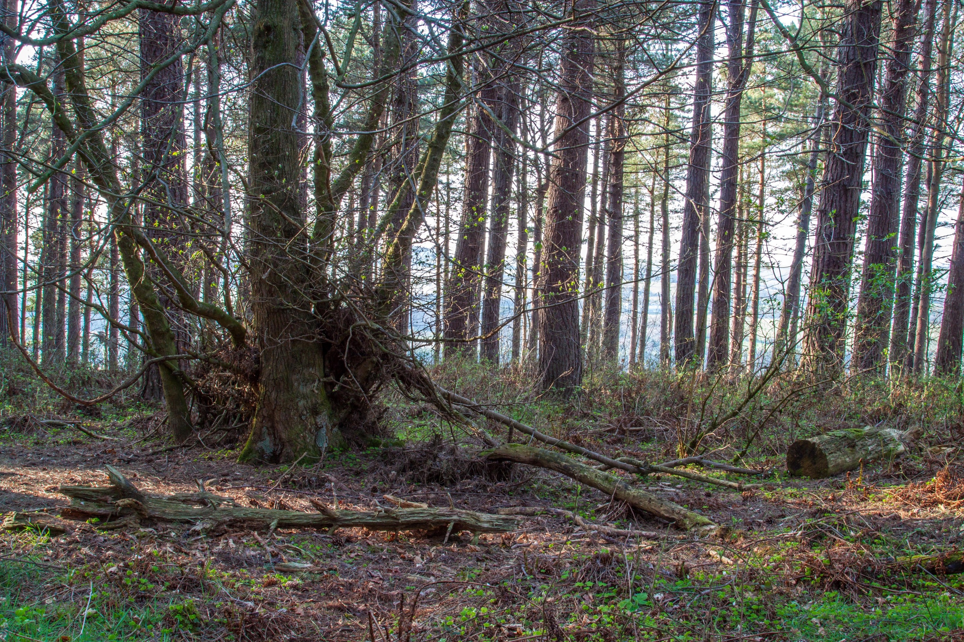 The Woods.jpg