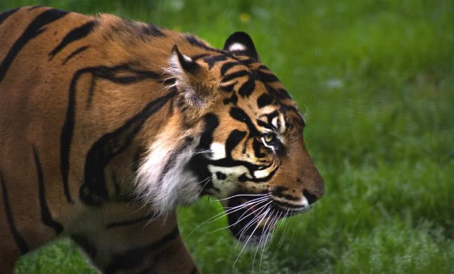 Tiger-Hunting.jpg