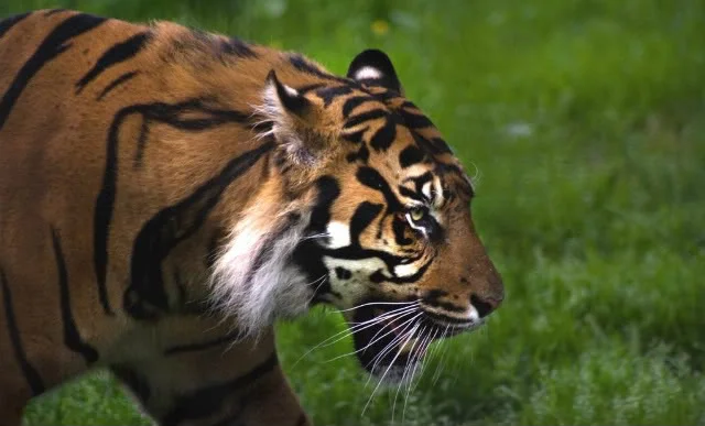 Tiger-Hunting.webp