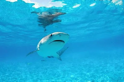 tigershark.webp