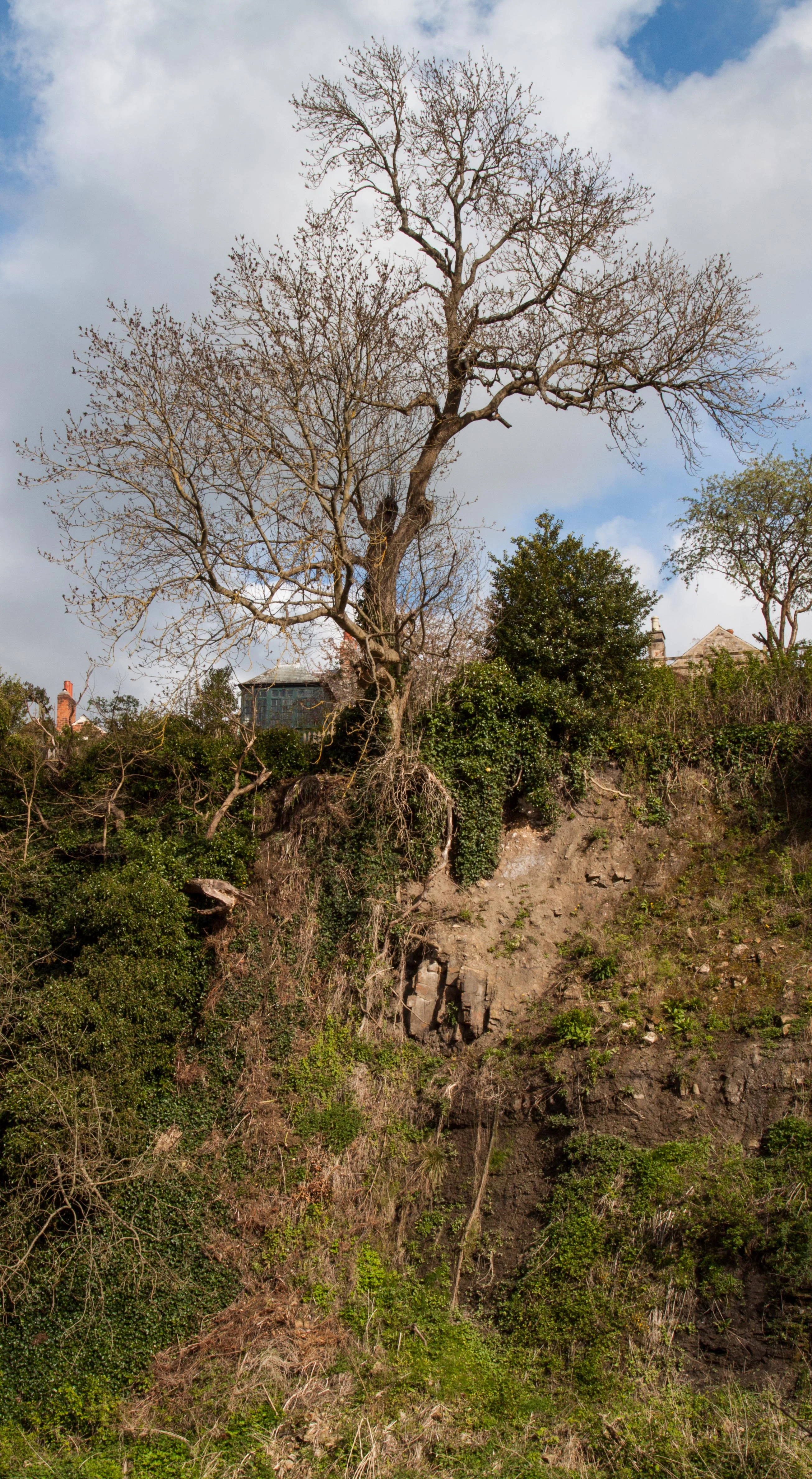 Tree Trail.webp