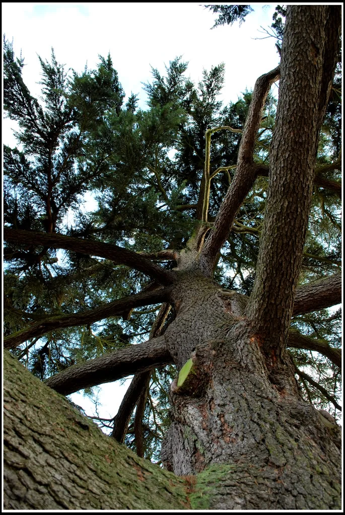 Tree.webp