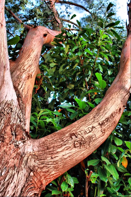 Tree.webp