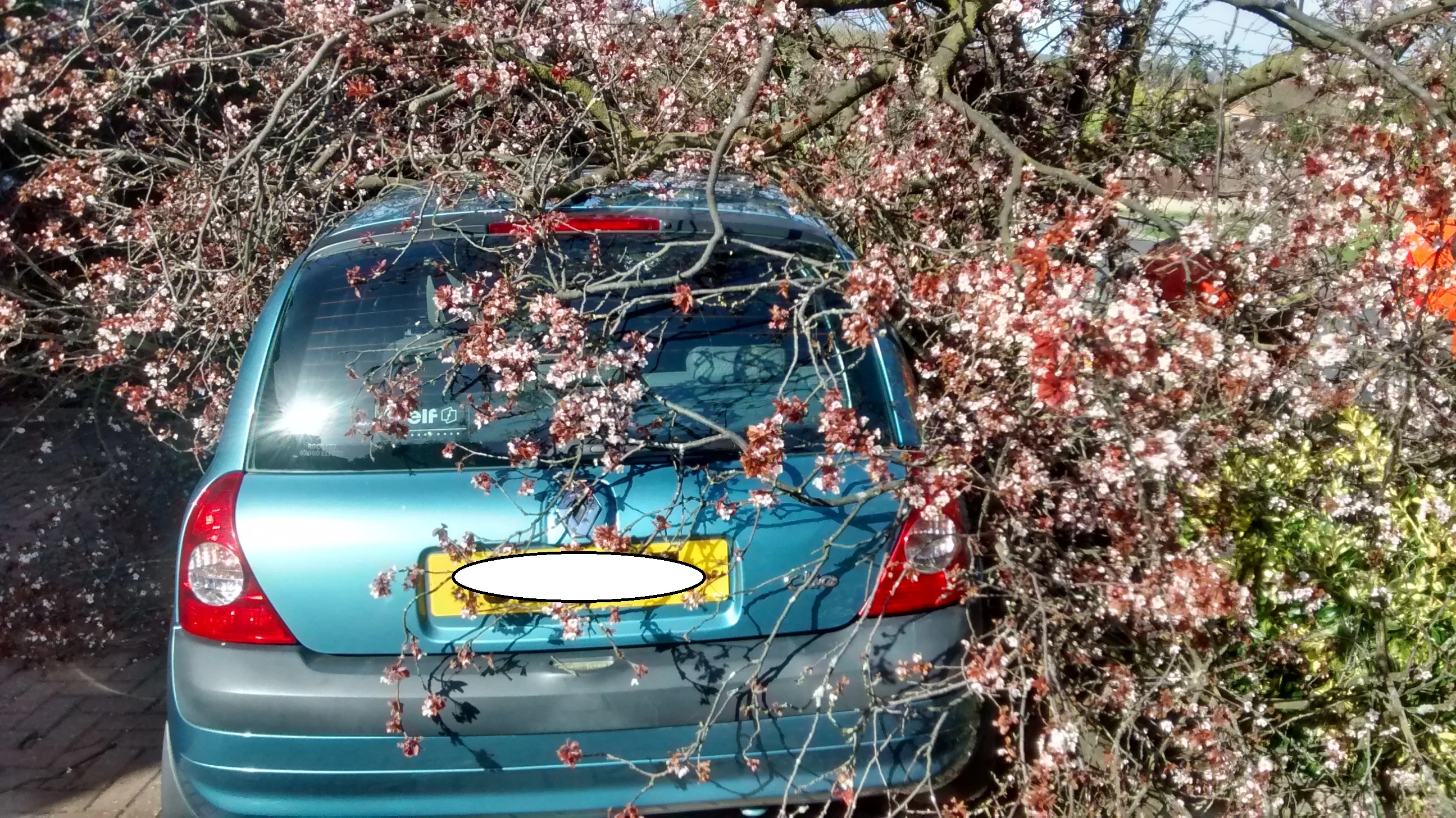 Tree with plate.webp