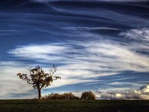 Tree_III_by_StuMac1985.webp
