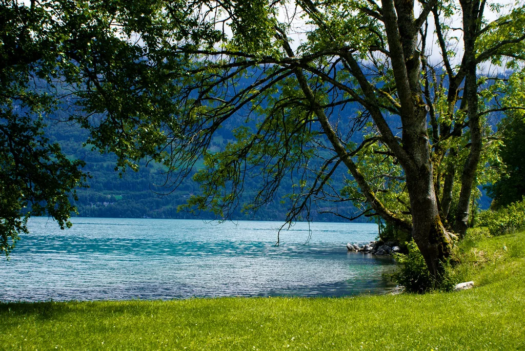 Tree_zpsek67f7lk.webp