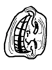 Trollface-1.webp