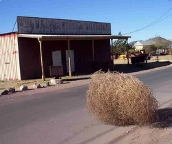 tumbleweed.webp