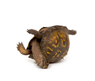 turtle.webp