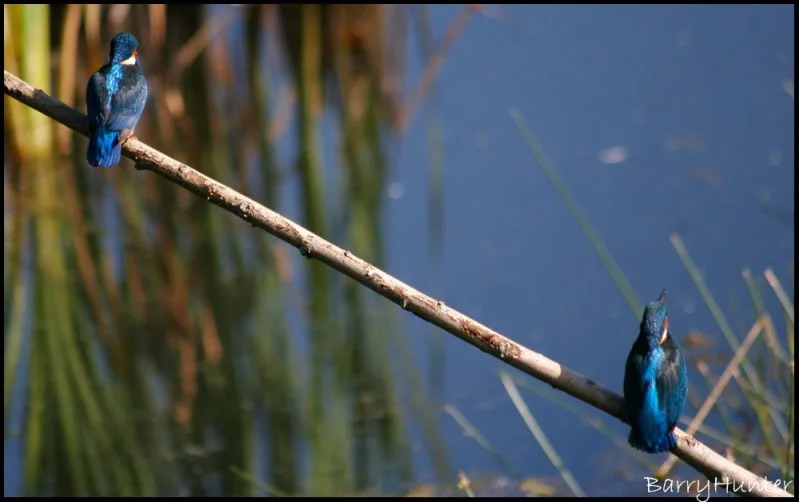 Two-Kingfishers.webp