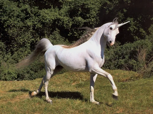unicorn.webp