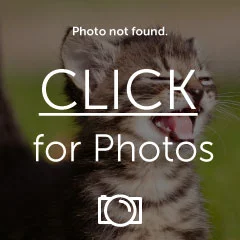 UPS-displays.webp