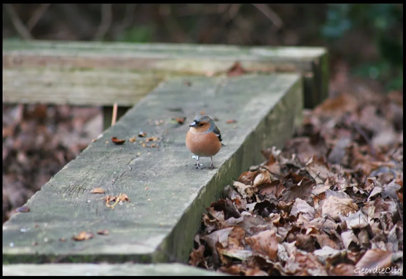 Walkingtheplank.webp