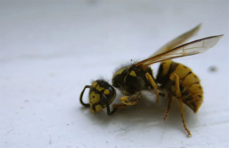 wasp.webp