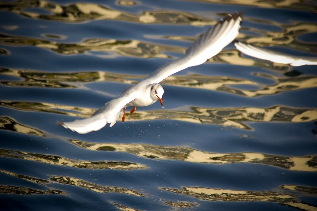 Water_Segul.webp