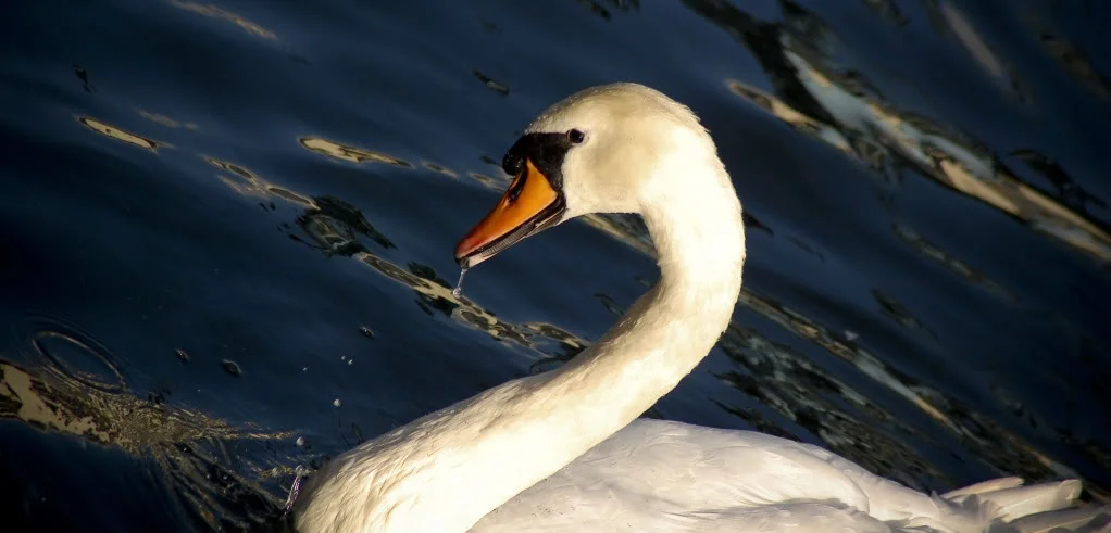 Water_Swam.webp