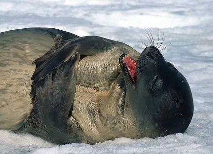 WeddellSeal.webp