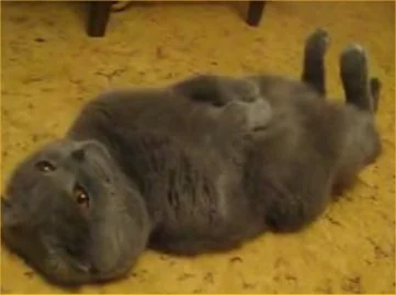 weird-sleeping-cat.webp
