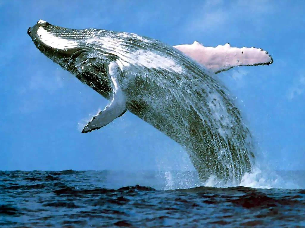 whales.webp