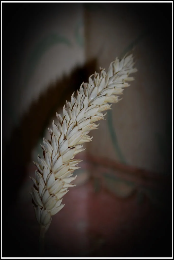 Wheat.webp