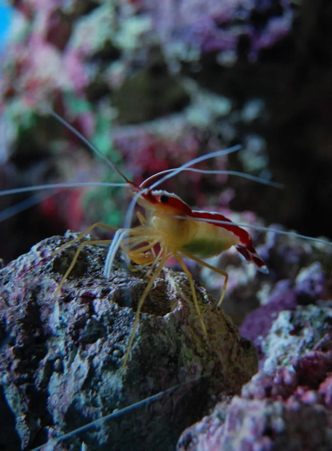 whiskerscliosport.webp