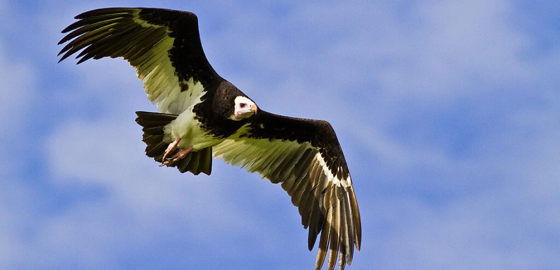 white-headed_vulture_c_andre_botha_cropped.webp