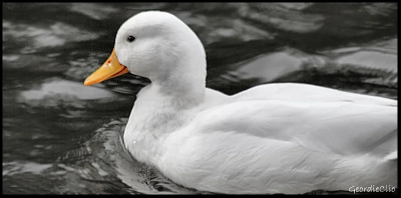 Whiteduck.webp
