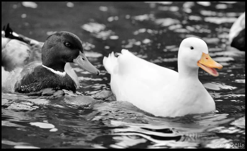 WhiteDuckTwo.webp