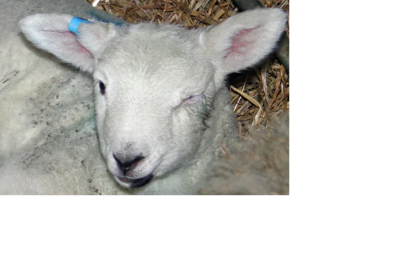 winkingsheep-1.webp