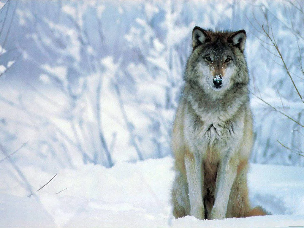 Wolf3.webp