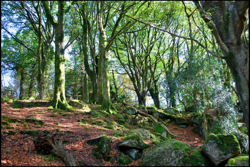 Woods.webp