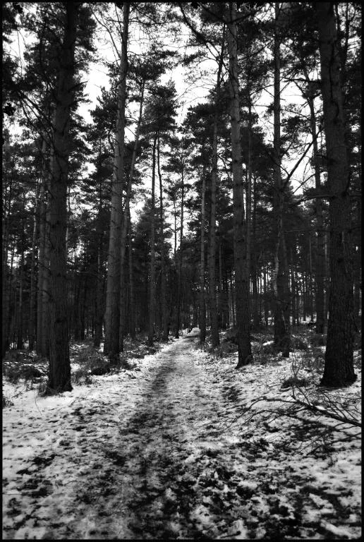 Woods.webp