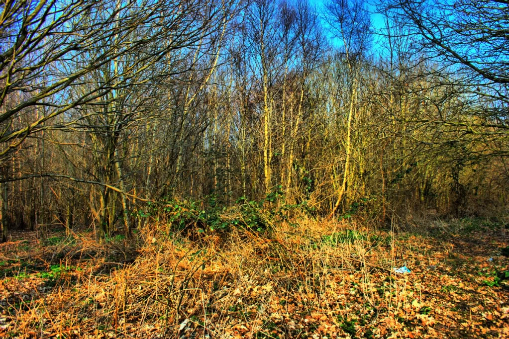 Woods1.webp