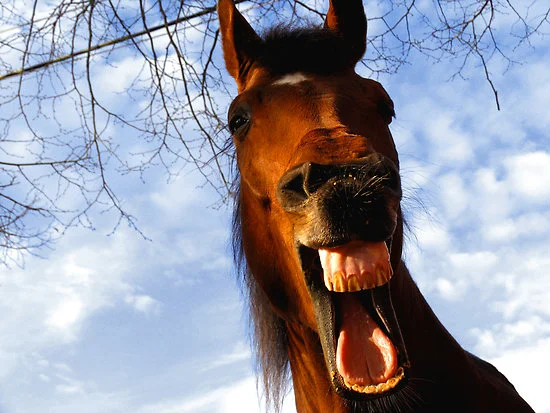work.313503.7.flat,550x550,075,f.laughing-horse.webp