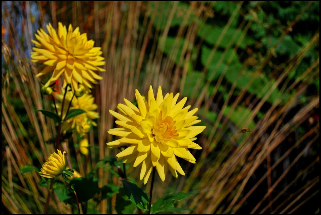 YellaFlowers.webp