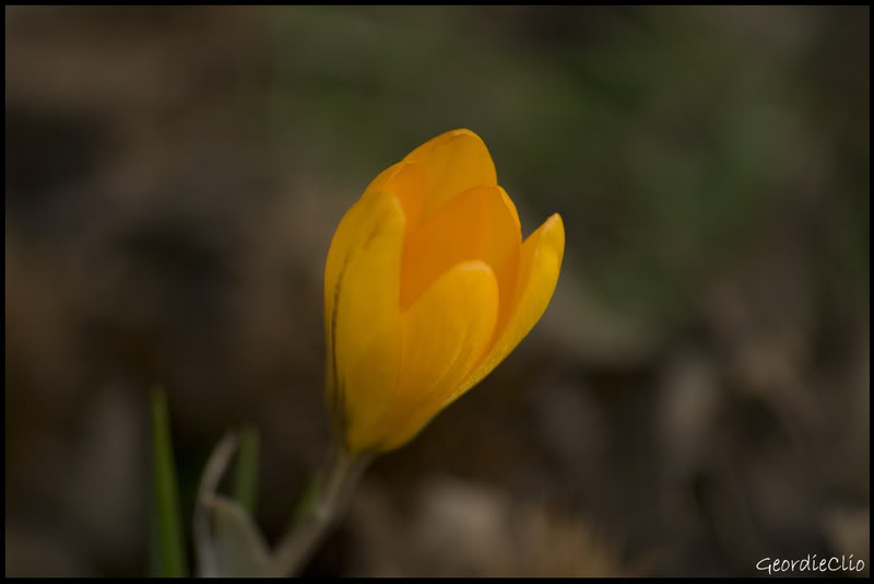 Yellowflower.jpg