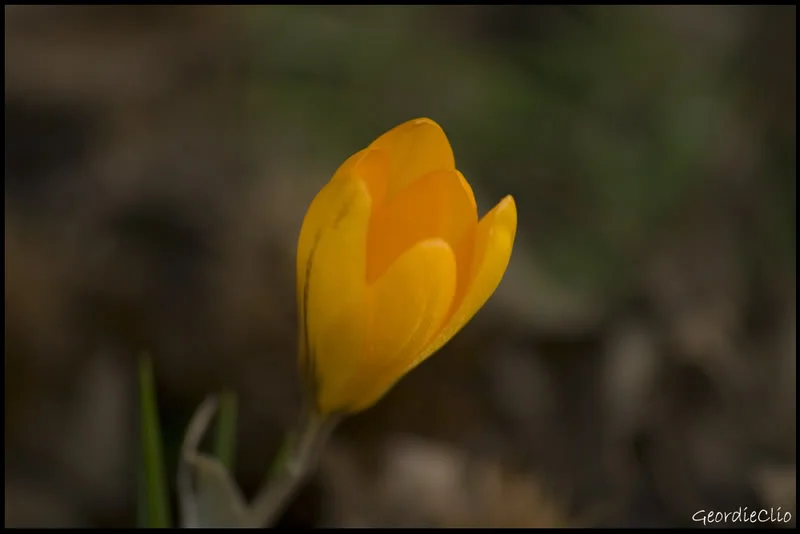 Yellowflower.webp