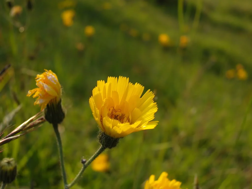 yellowflower.webp