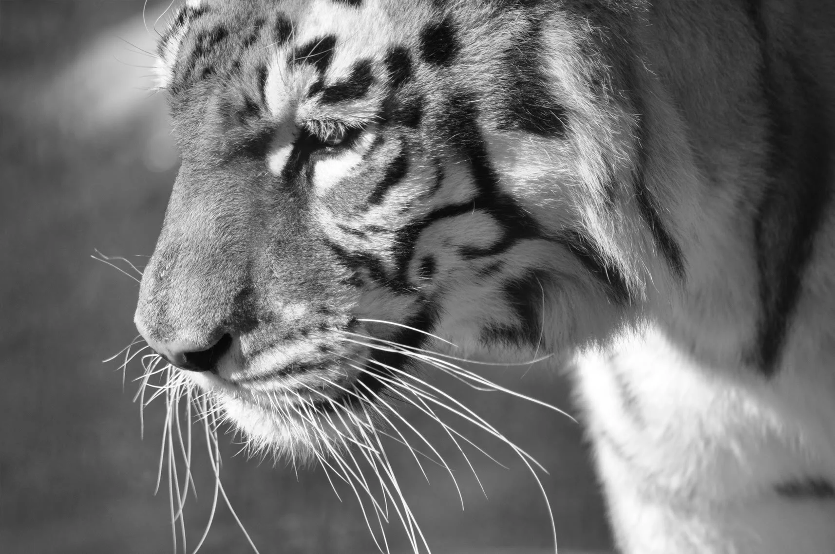 zoo113.webp
