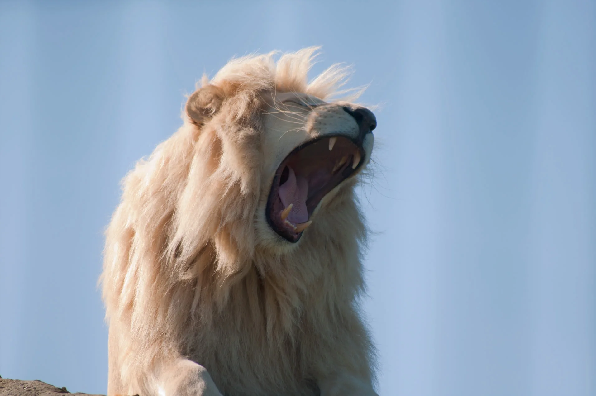 zoo115.webp